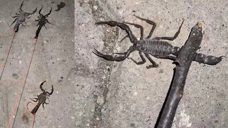 Batman’da köyü akrepler bastı.