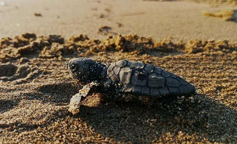 Caretta caretta