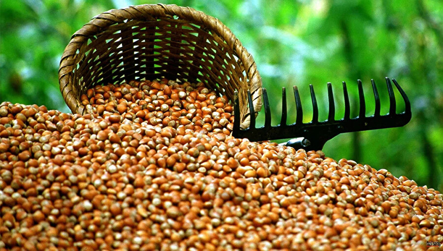 2025 fındık fiyatları açıklandı mı? Gözler TMO'nun taban fiyat kararında: Fındık fiyatlarında son durum ve beklentiler