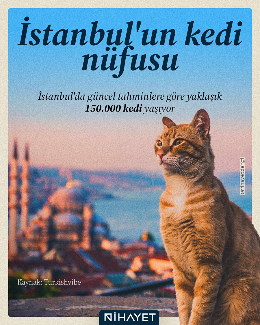 📍Siz İstanbul’da en çok nerede kedi görüyorsunuz?