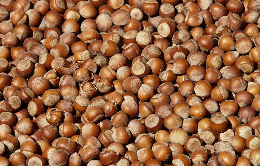 Fındık fiyatları 2025 açıklandı mı, ne zaman açıklanacak? TMO Giresun ve levant kalite fındık taban fiyatı kaç TL olacak?