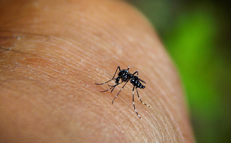 Chikungunya virüsü nedir, nasıl bulaşır? Çin’de görülen virüs Türkiye’ye gelir mi?