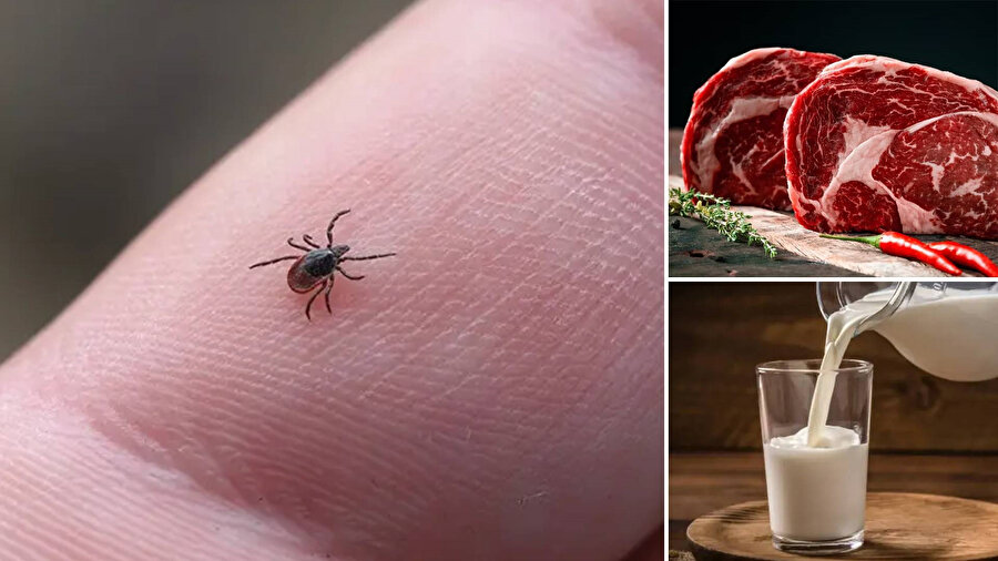 Et ve süt alerjisine yol açan hastalık dünyaya yayılıyor