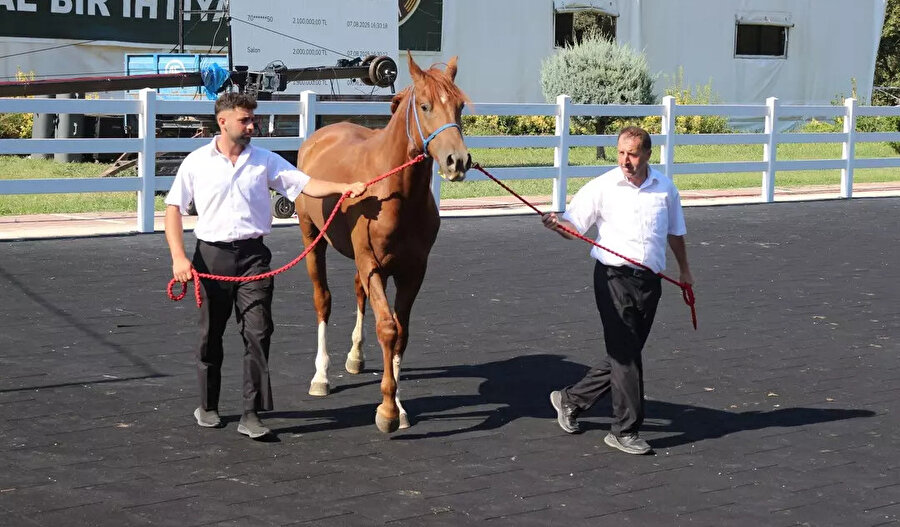 ​O taylar satışa çıkarıldı: Fiyatları dudak uçuklattı