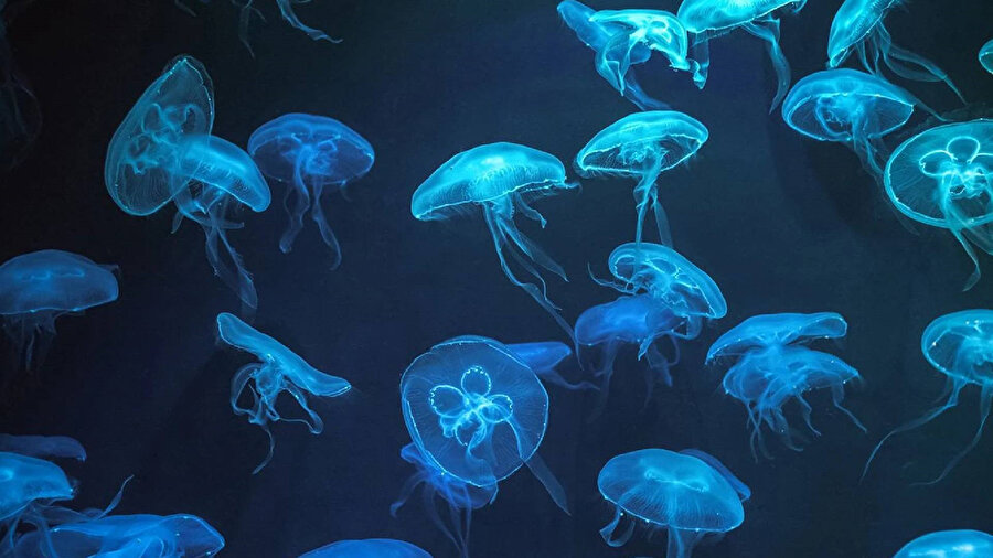 Fransa'da nükleer denizanası alarmı