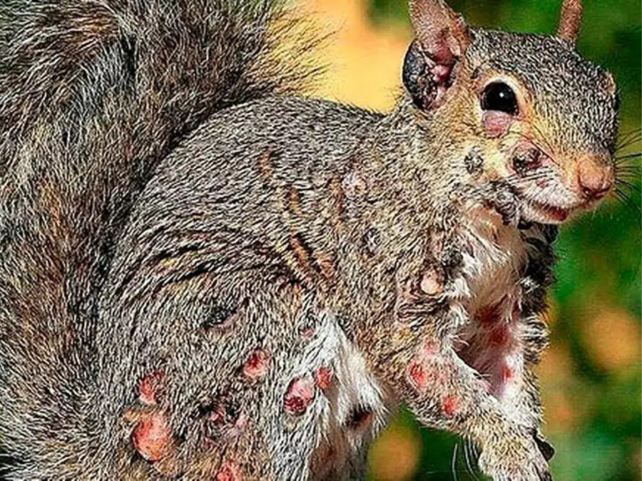 ABD'de zombi sincap paniği