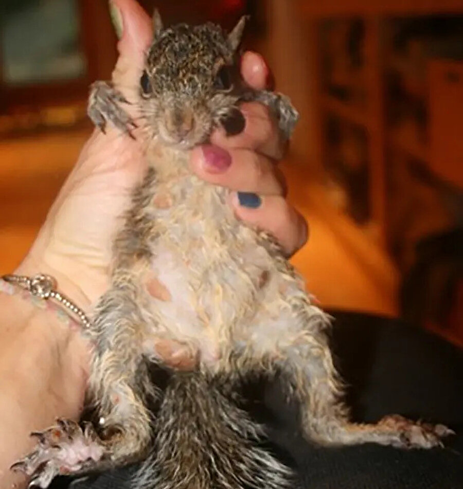 ABD'de zombi sincap paniği