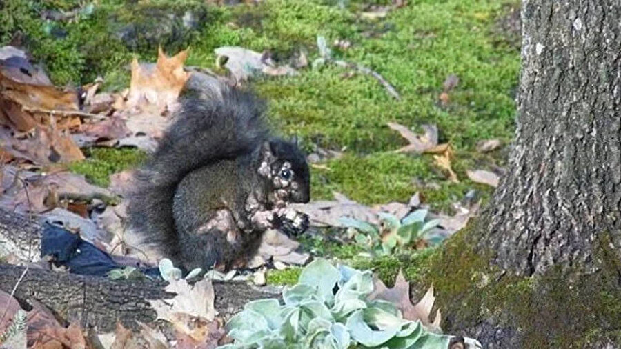 ABD'de zombi sincap paniği