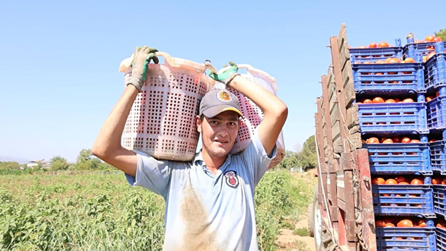 Domates işçileri çöl sıcaklarında saati 250 TL’ye ter döküyor.