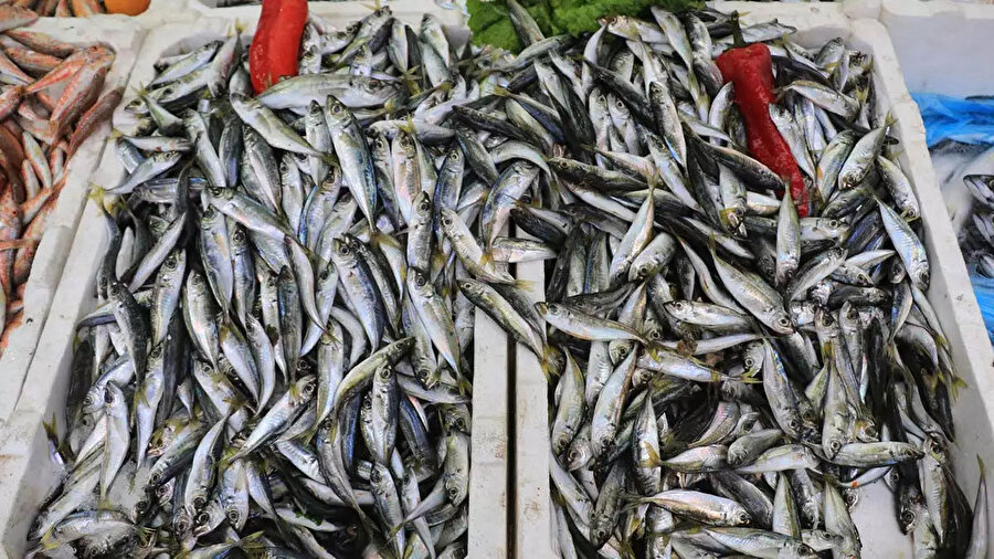 Türkiye’de yenilebilecek en sağlıklı balık belli oldu: Uzmanı anlattı… İşte Türkiye’de yenilebilecek en sağlıklı balık