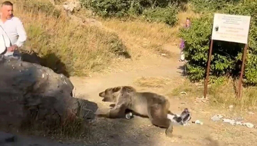 ​Korku dolu anlar: Kucağında bebekle ayı saldırısına uğradı
