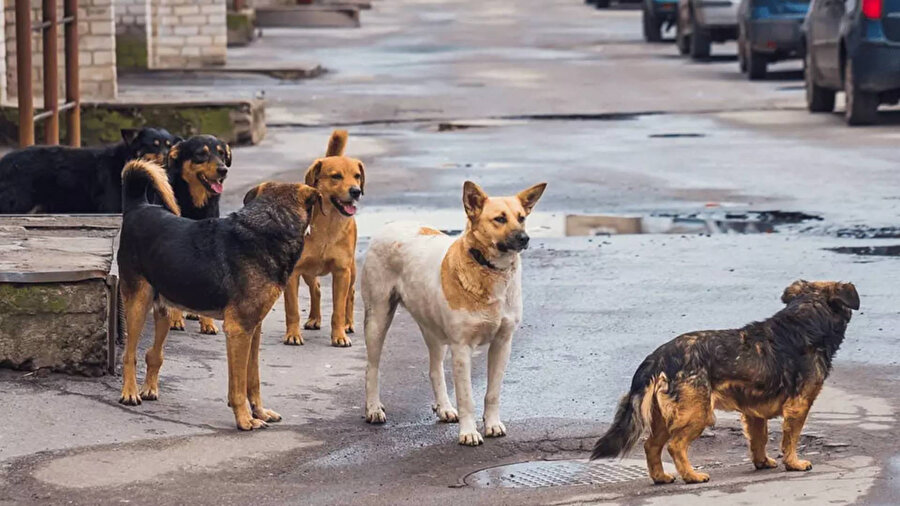 İstanbul Valiliği'nden sokak köpekleri talimatı