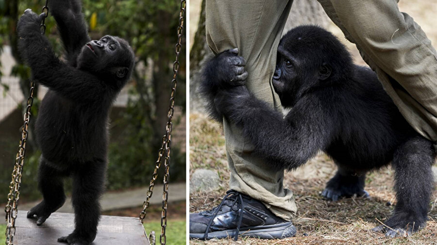 Goril yavrusu &quot;Zeytin&quot; anavatanına gitmek için gün sayıyor