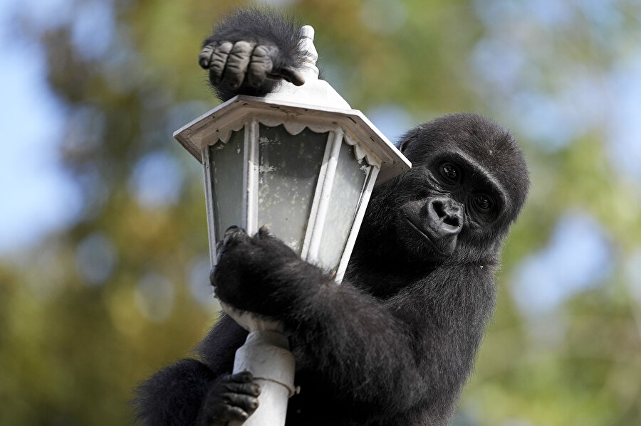 Goril yavrusu "Zeytin" anavatanına gitmek için gün sayıyor