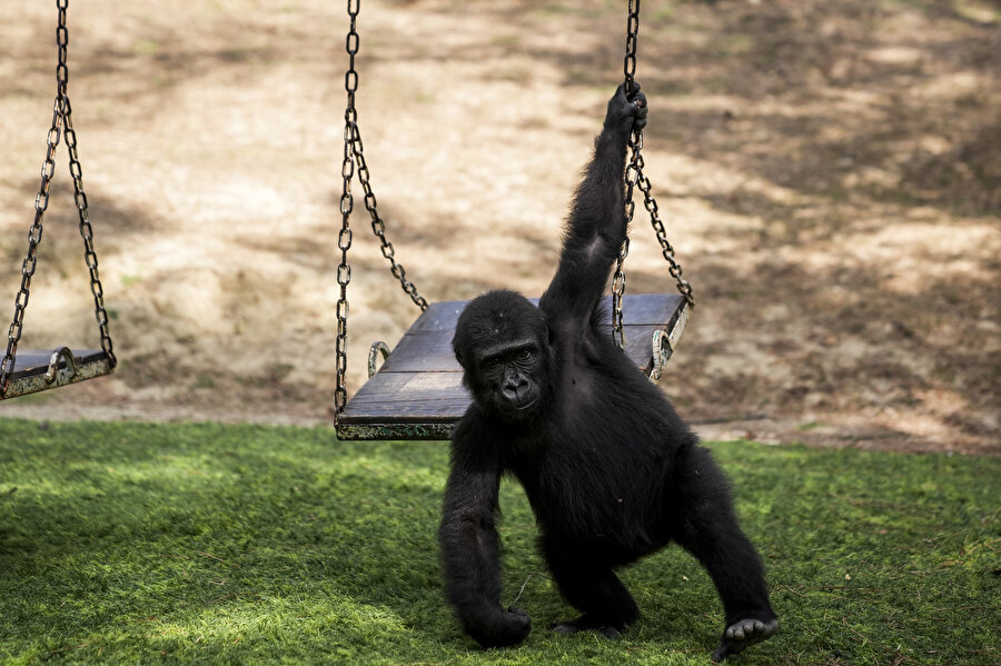Goril yavrusu "Zeytin" anavatanına gitmek için gün sayıyor