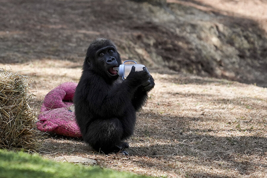 Goril yavrusu "Zeytin" anavatanına gitmek için gün sayıyor