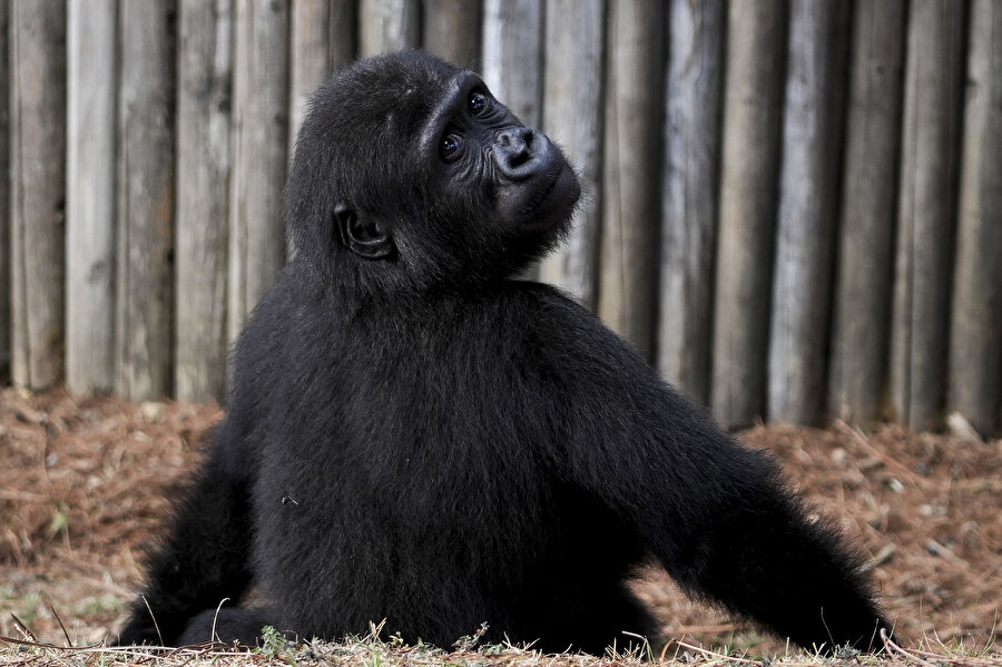 Goril yavrusu "Zeytin" anavatanına gitmek için gün sayıyor