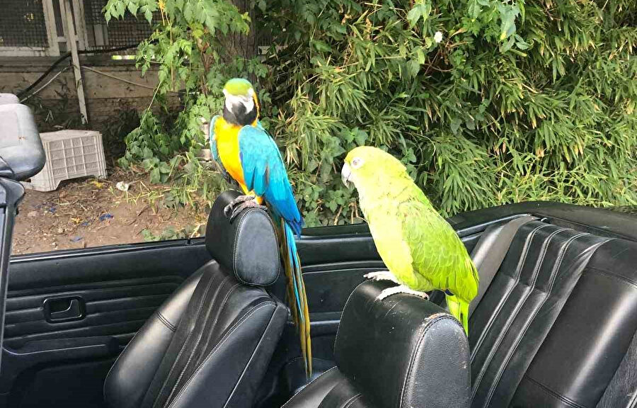 Turgut Özal'ın papağanı çalındı