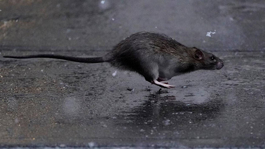 Lağım faresi uyuyan çocuğu ısırdı