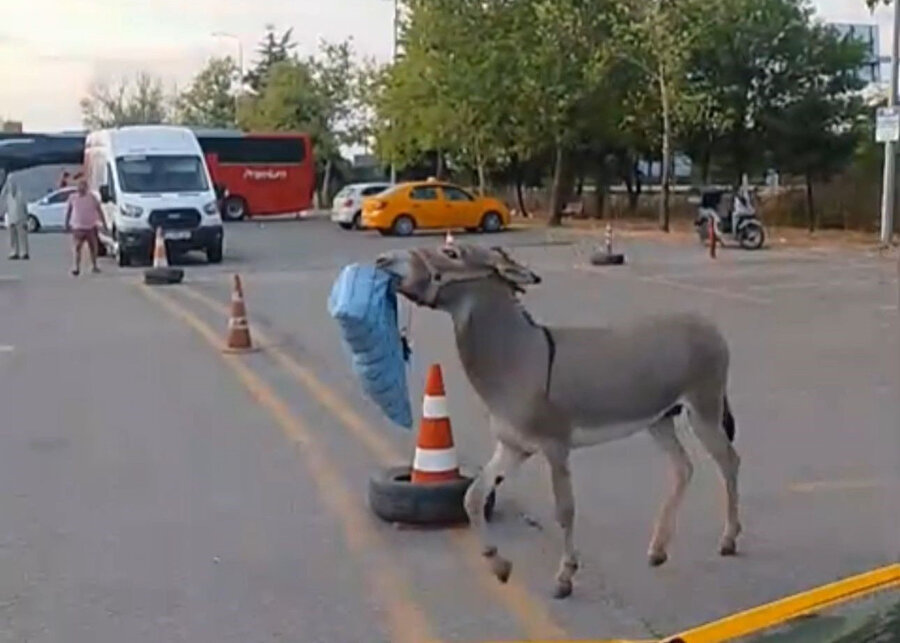 Edirne Otogarı'nda ilginç anlar: Önce dubayı şimdi şoför yastığını çalan eşek
