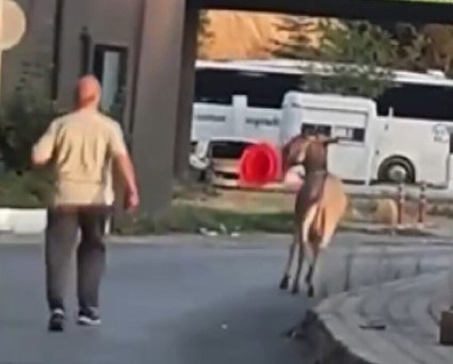 Edirne Otogarı'nda ilginç anlar: Önce dubayı şimdi şoför yastığını çalan eşek