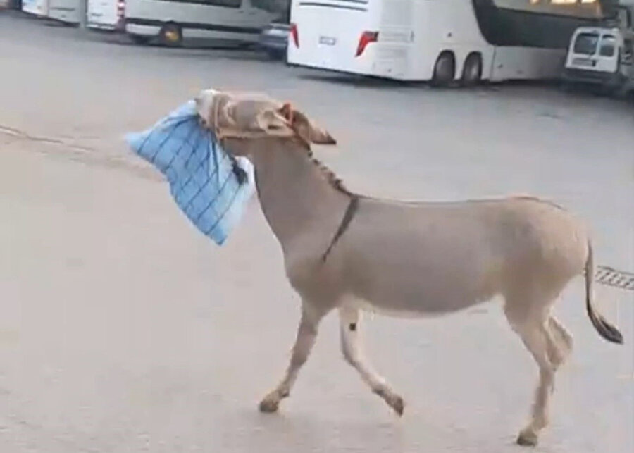 Edirne Otogarı'nda ilginç anlar: Önce dubayı şimdi şoför yastığını çalan eşek