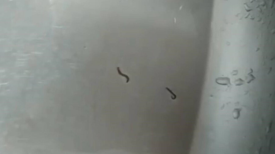 İçme suyundan kurt çıktı