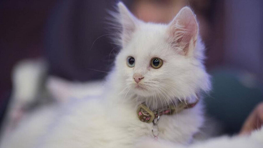 Evcil hayvanlar için bazı yiyecekler ölümcül olabilir.