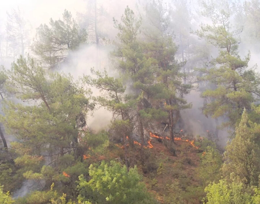 Kastamonu'da orman yangını