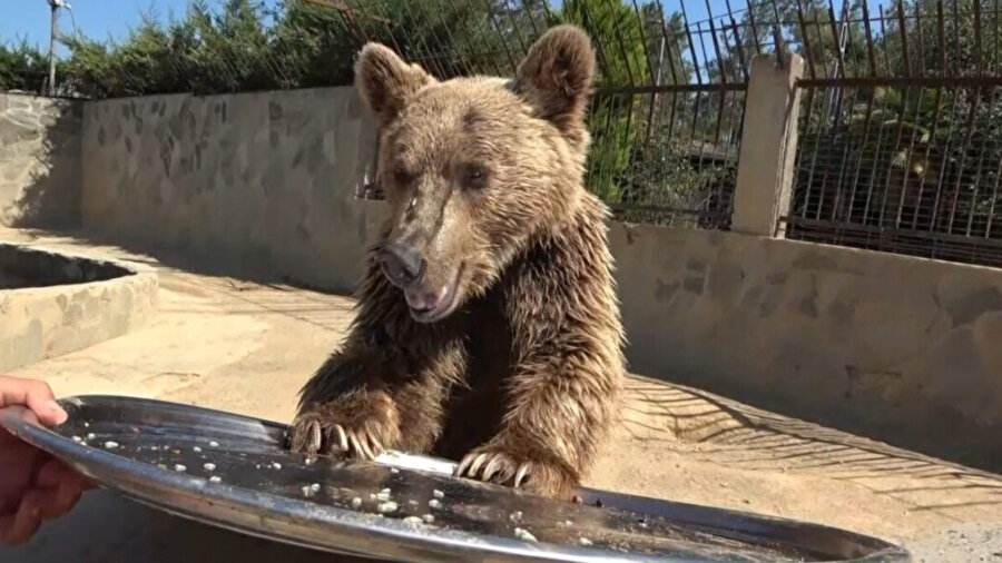 Ayı Okan yemek yiyor