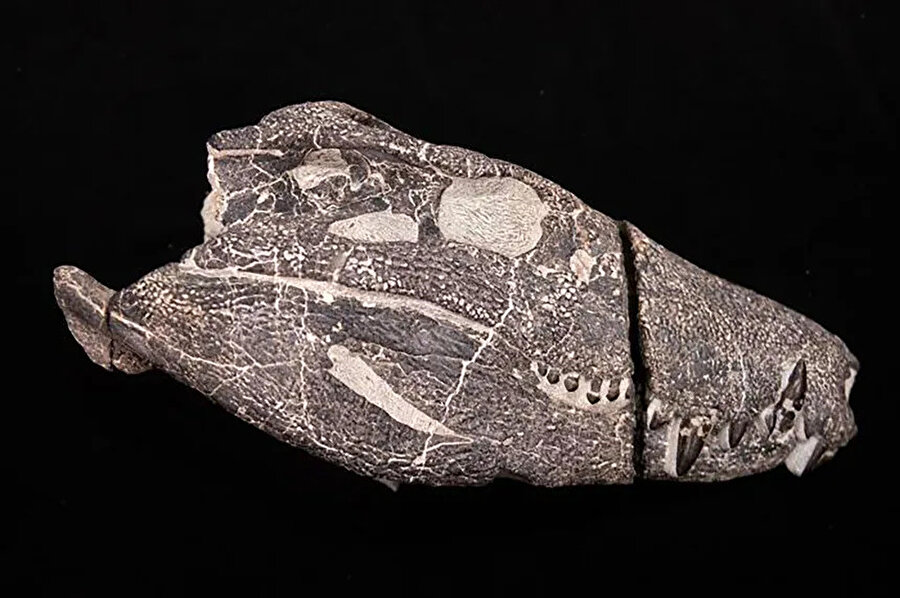 Kostensuchus atrox