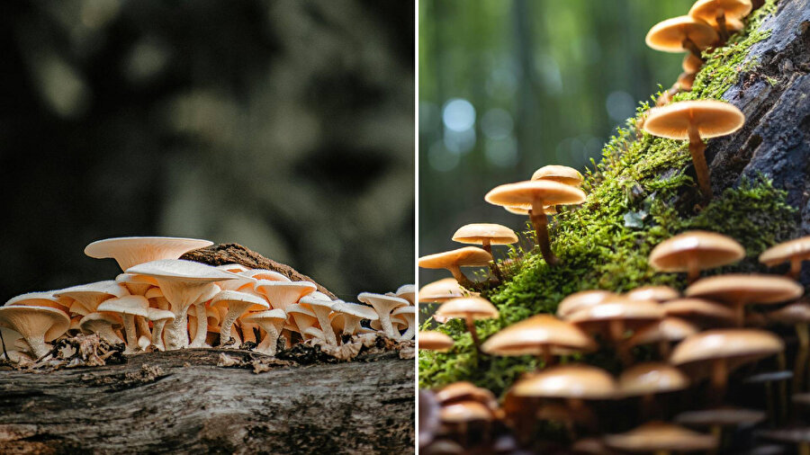 ​Mantar toplarken nelere dikkat edilmeli? Türkiye’de yetişen türler ve pişirme önerileri