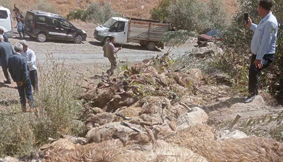 bir koyun uçurumdan atladı, arkasından 333 koyun onu takip etti.nnToplamda 334 koyun telef oldu.
