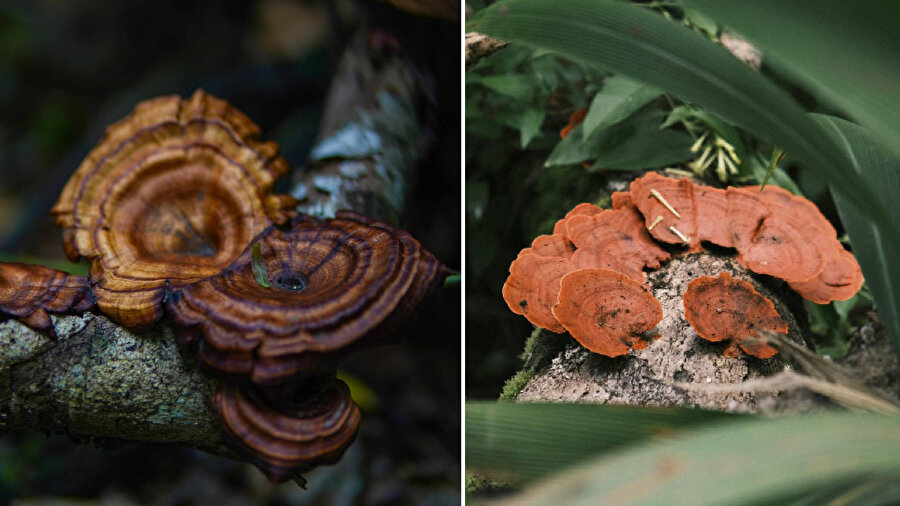 ​Reishi mantarı nedir, nerede yetişir ve sağlığa faydaları nelerdir?