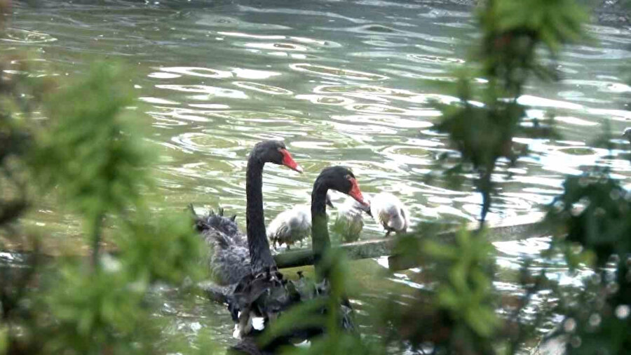 Kuğulu Park'ta 5 Kuğu Yavrusu Dünyaya Geldin
