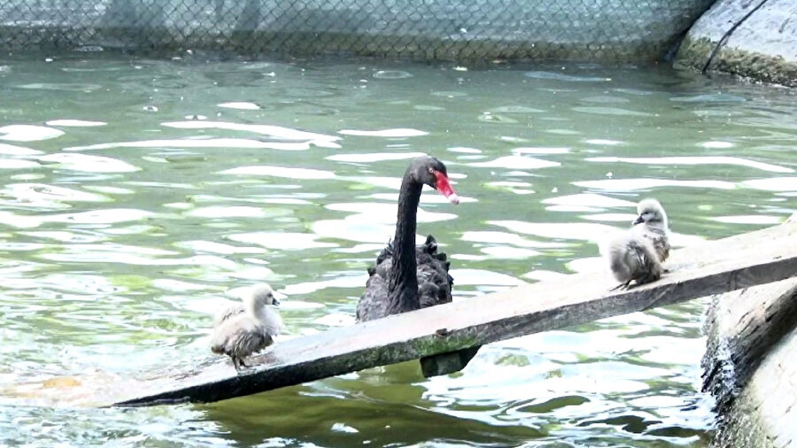 Kuğulu Park'ta 5 Kuğu Yavrusu Dünyaya Geldi