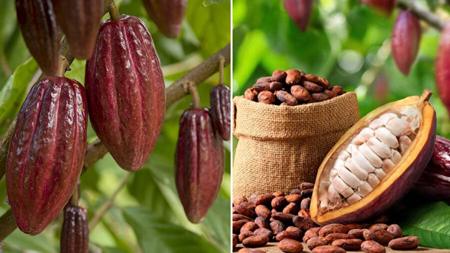 ​Çikolatanın tarihi nasıl başladı, bugünlere nasıl ulaştı?
