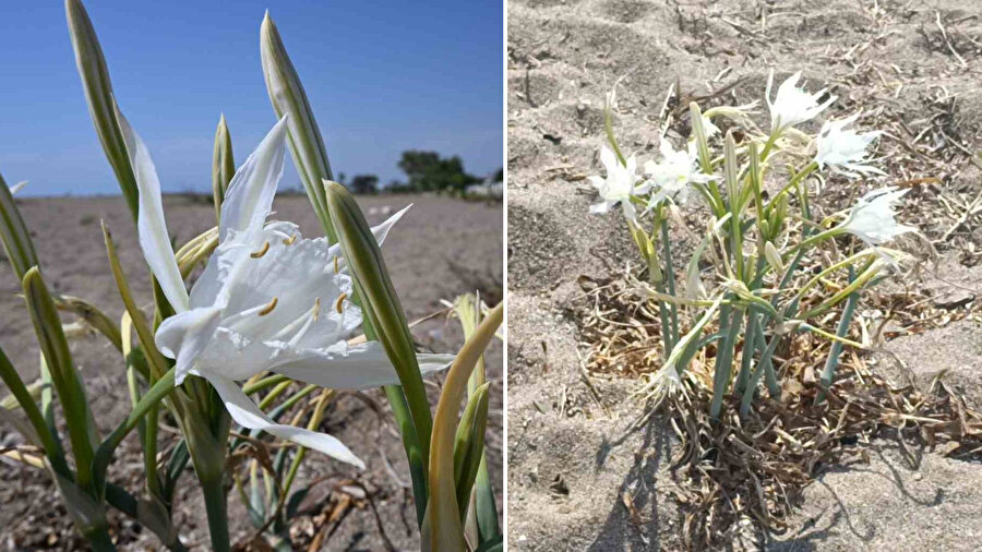 Nesli tehlikede! Dokunana ağır para cezası... Bedeli dudak uçuklatıyor