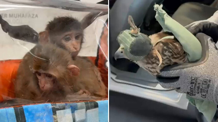 Orgazm paytida peeing qilayotgan qizlarning porno videolarini onlayn tomosha qiling