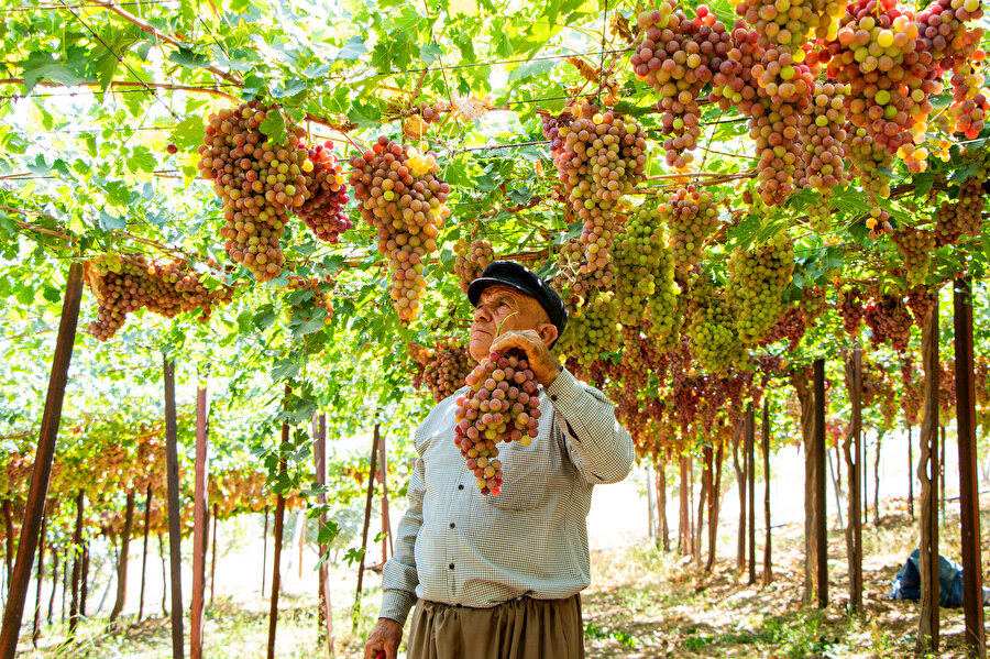 Irak'ta bağında 30 ton üzüm üreten adam, kuraklığa meydan okuyor