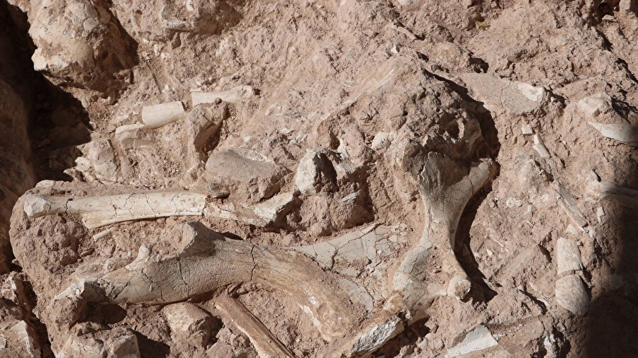 Kayseri’de Yamula Barajı kıyısında bu yıl devam eden kazı çalışmalarında, hortumgillere ait 7.7 milyon yıllık 3 kafatası bulundu.