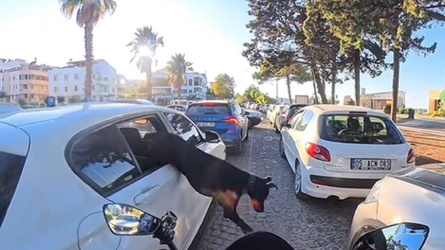 Köpek araçtan böyle atladı