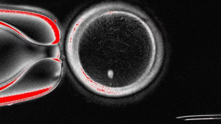 Deri hücresinden yumurta hücresi üretildi
