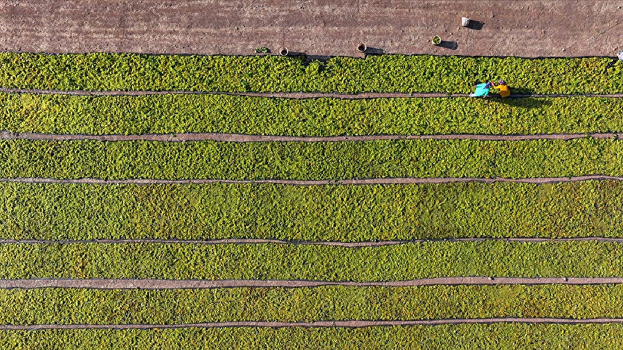 Tarım ve Orman Bakanlığı çiftçilere destek ödemelerini duyurdu