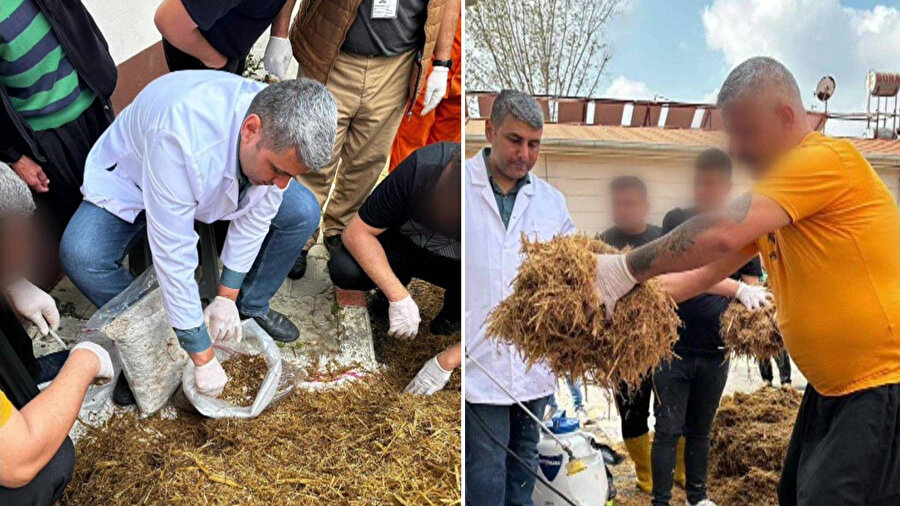 Hükümlüler, sağlık açısından birçok faydası olan ve tıbbi bitki olarak kullanılan Kırmızı Reishi mantarını yetiştiriyor.