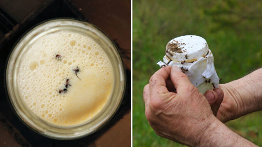 Karınca ile yoğurt mayaladılar.