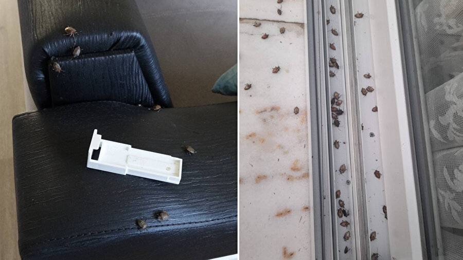 Evleri istila etti... Kokusu zehir gibi | Vatandaşlar isyanda: Kıtlığa az kaldı