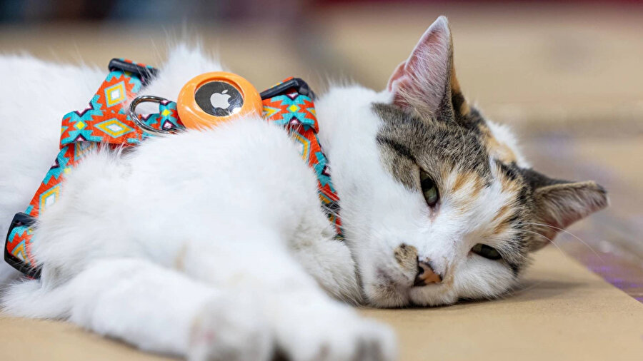 Bir kamyona binerek başka bir eyaletteki mağazaya gittiği ortaya çıkan Francine, çalışanların 90 dakikalık yolculuğunun ardından sağ salim bulundu ve müşterilerle buluştu.