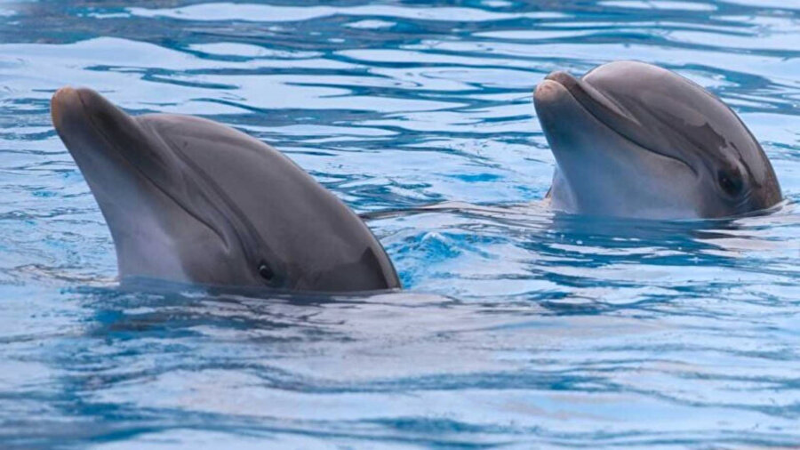 Kanada’daki “Marineland” isimli eğlence parkı, geçen yıl tesisindeki hayvanların uygunsuz koşullarda yaşadığı iddiaları nedeniyle kapatılmıştı.