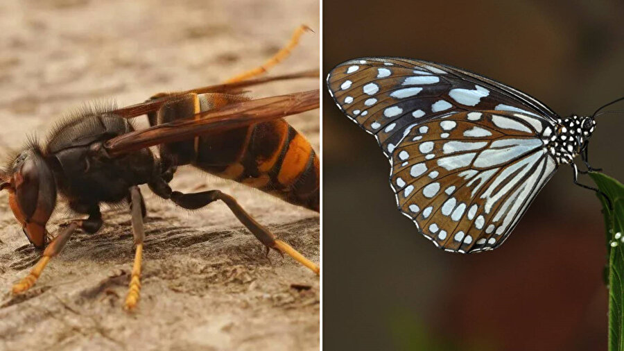 ​Yeni bir değerlendirmeye göre Avrupa'nın yabani arı ve kelebekleri, giderek derinleşen bir yok olma kriziyle karşı karşıya.